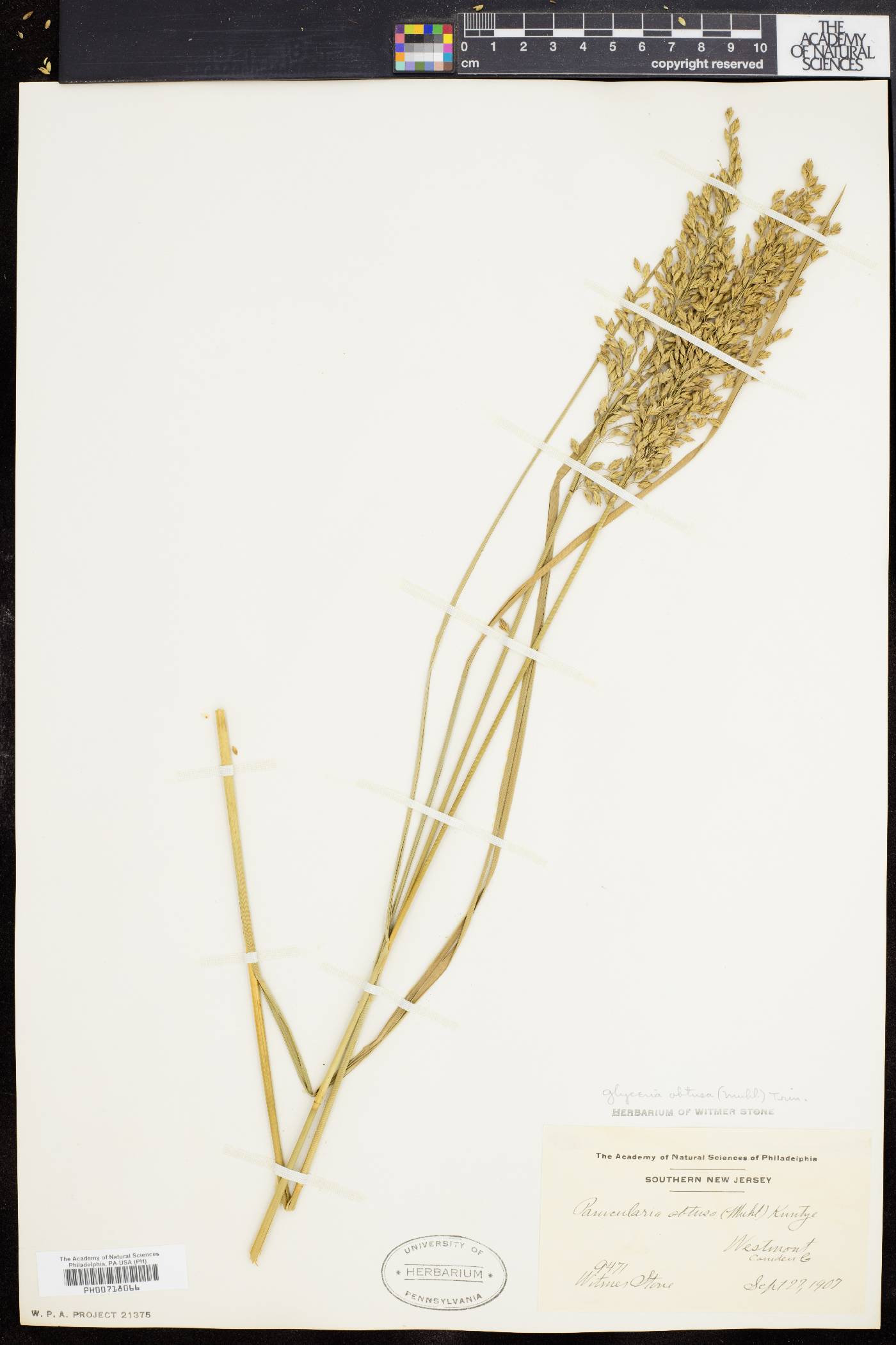 Glyceria obtusa image