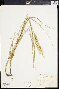 Glyceria obtusa image