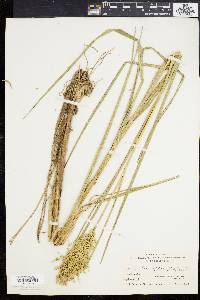 Glyceria obtusa image