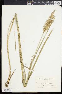 Glyceria obtusa image