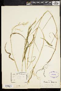 Torreyochloa pallida image