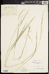 Torreyochloa pallida image