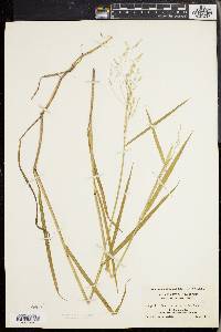 Torreyochloa pallida image