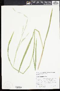 Glyceria acutiflora image