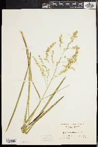 Glyceria canadensis image