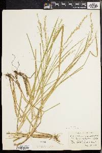 Glyceria canadensis image