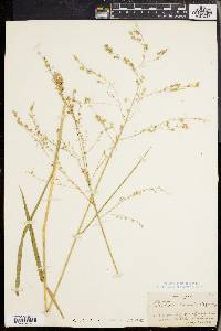 Glyceria canadensis image