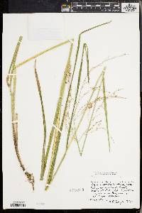 Glyceria canadensis image