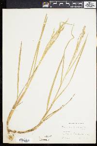 Glyceria canadensis image