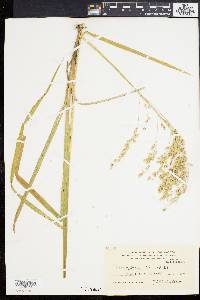 Glyceria canadensis image