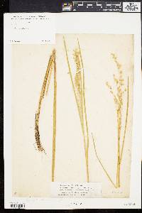 Glyceria canadensis image