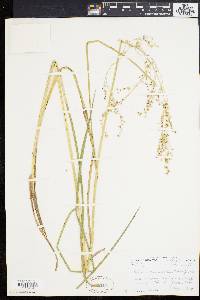 Glyceria canadensis image