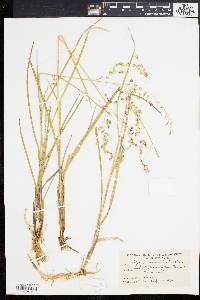 Glyceria canadensis image