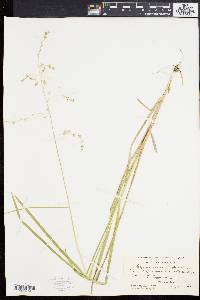 Glyceria canadensis image