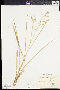 Glyceria canadensis image