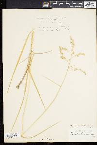 Glyceria canadensis image