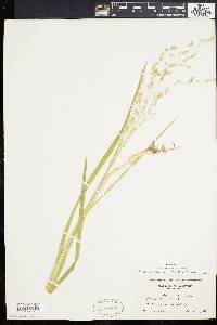 Glyceria canadensis image