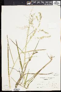 Glyceria canadensis image