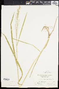 Glyceria canadensis image