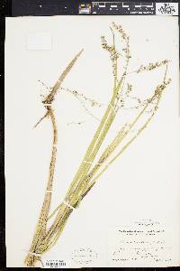 Glyceria canadensis image