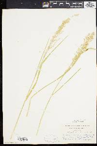 Glyceria canadensis image