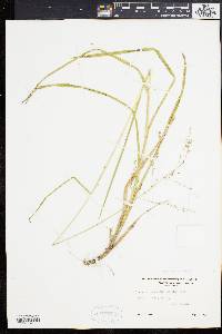 Glyceria canadensis image