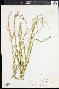 Glyceria canadensis image