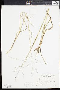 Glyceria canadensis image