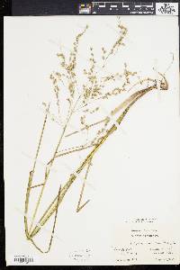 Glyceria canadensis image