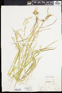 Glyceria canadensis image