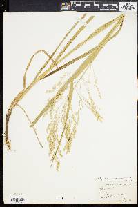 Glyceria canadensis image