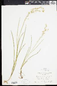 Glyceria canadensis image