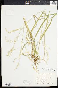 Glyceria canadensis image