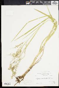 Glyceria canadensis image