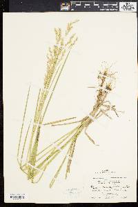 Glyceria canadensis image