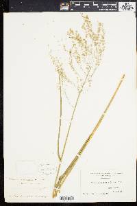 Glyceria canadensis image