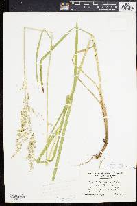 Glyceria canadensis image