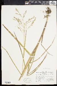 Glyceria canadensis image