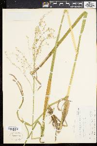 Glyceria canadensis image