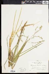 Glyceria canadensis image