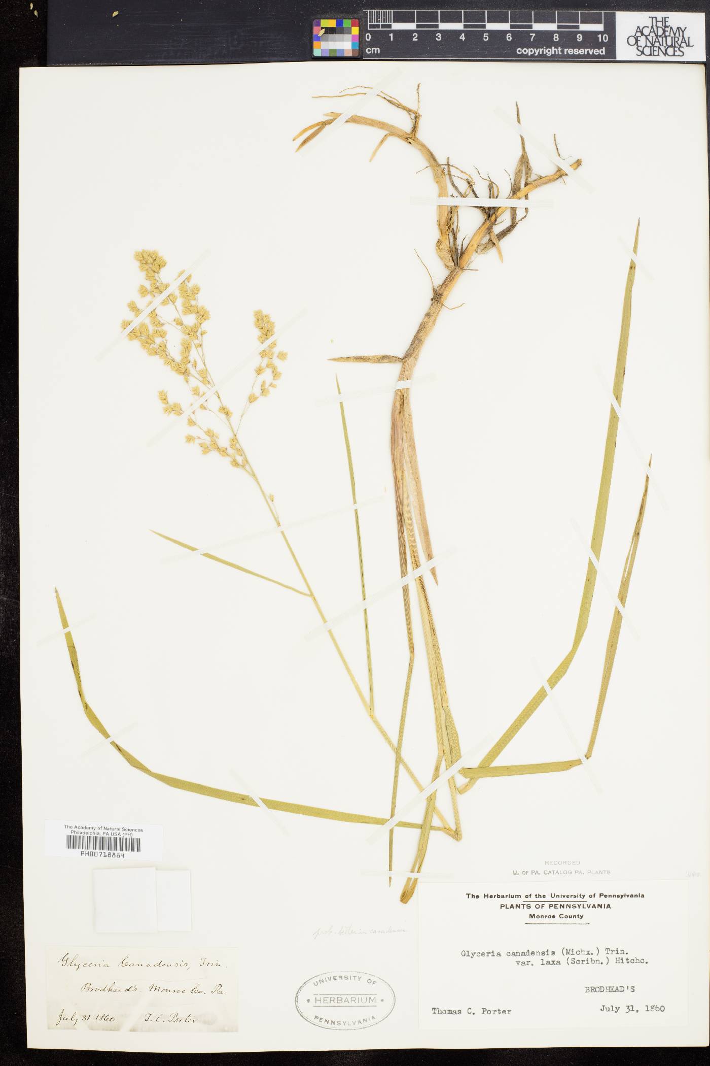Glyceria canadensis var. laxa image