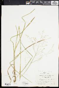 Glyceria canadensis image