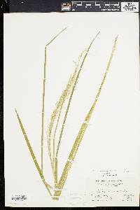 Glyceria canadensis var. laxa image