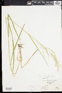 Glyceria canadensis var. laxa image