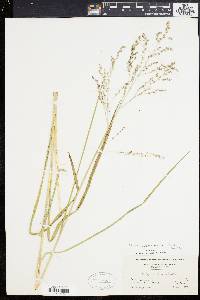 Glyceria canadensis var. laxa image