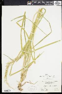 Glyceria canadensis var. laxa image