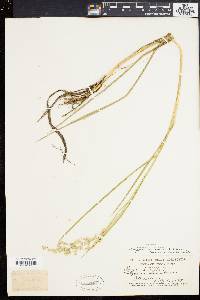 Glyceria canadensis var. laxa image