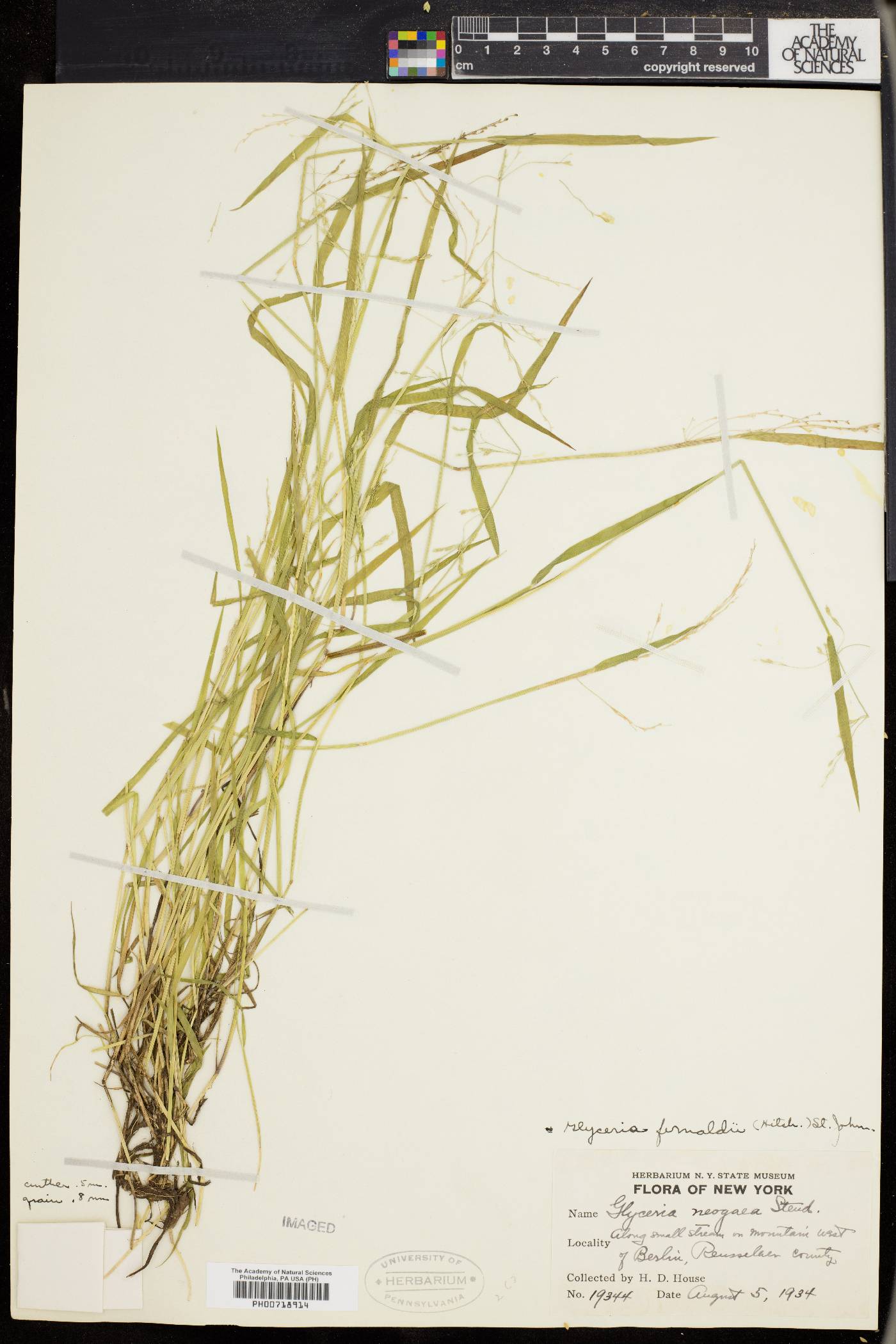 Glyceria fernaldii image