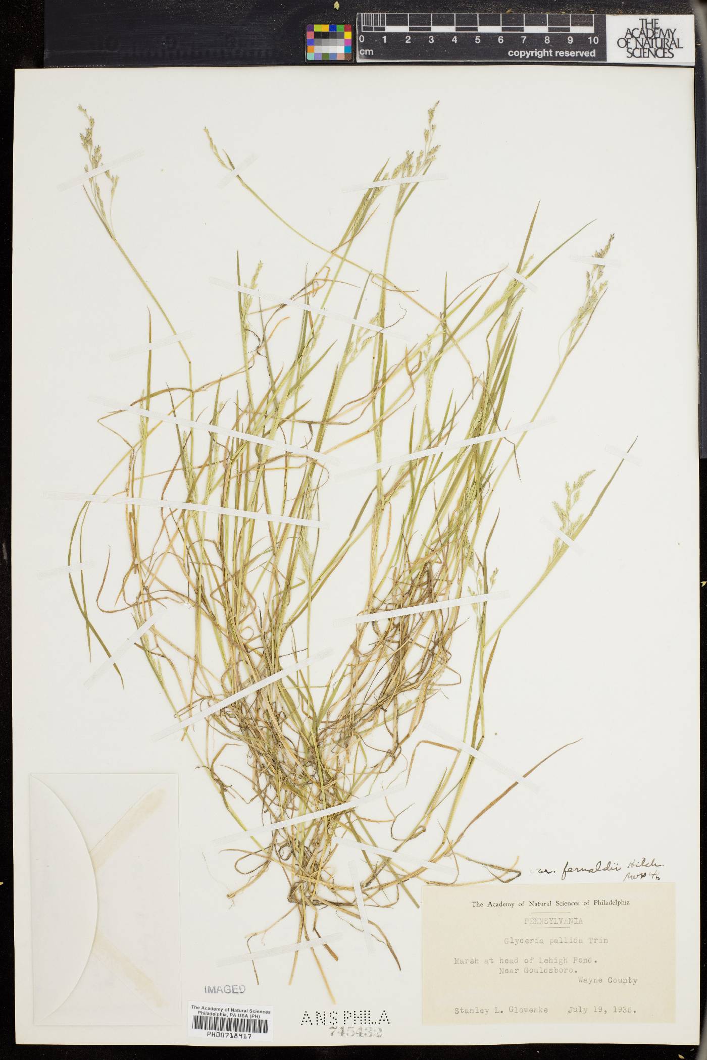 Glyceria fernaldii image