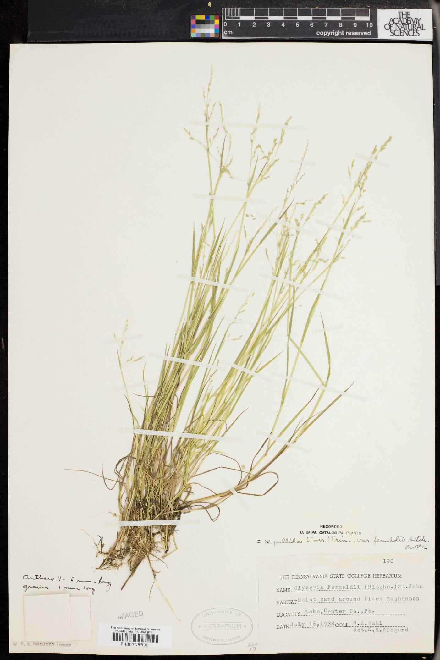 Glyceria fernaldii image